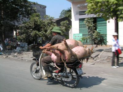 HaLongBay Pigs
