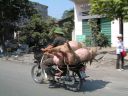 Filename=HaLongBay_Pigs.jpg
Filesize=206KiB
Dimensions=800x600
Date added=Oct 06, 2014 HaLongBay_Pigs.jpg