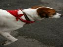 Filename=RedDress2007_006.JPG
Filesize=121KiB
Dimensions=800x600
Date added=Oct 06, 2014 RedDress2007_006.JPG