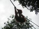 Filename=0705_Orang_Batang_012.jpg
Filesize=180KiB
Dimensions=1024x768
Date added=Oct 06, 2014 0705_Orang_Batang_012.jpg