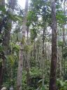 Filename=0706_Batang_007.jpg
Filesize=266KiB
Dimensions=768x1024
Date added=Oct 06, 2014 0706_Batang_007.jpg